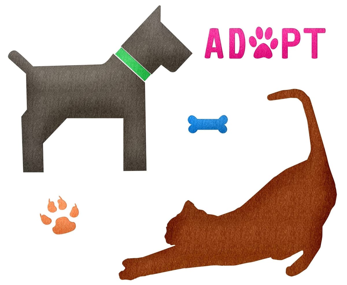 Fall Pet Adoption