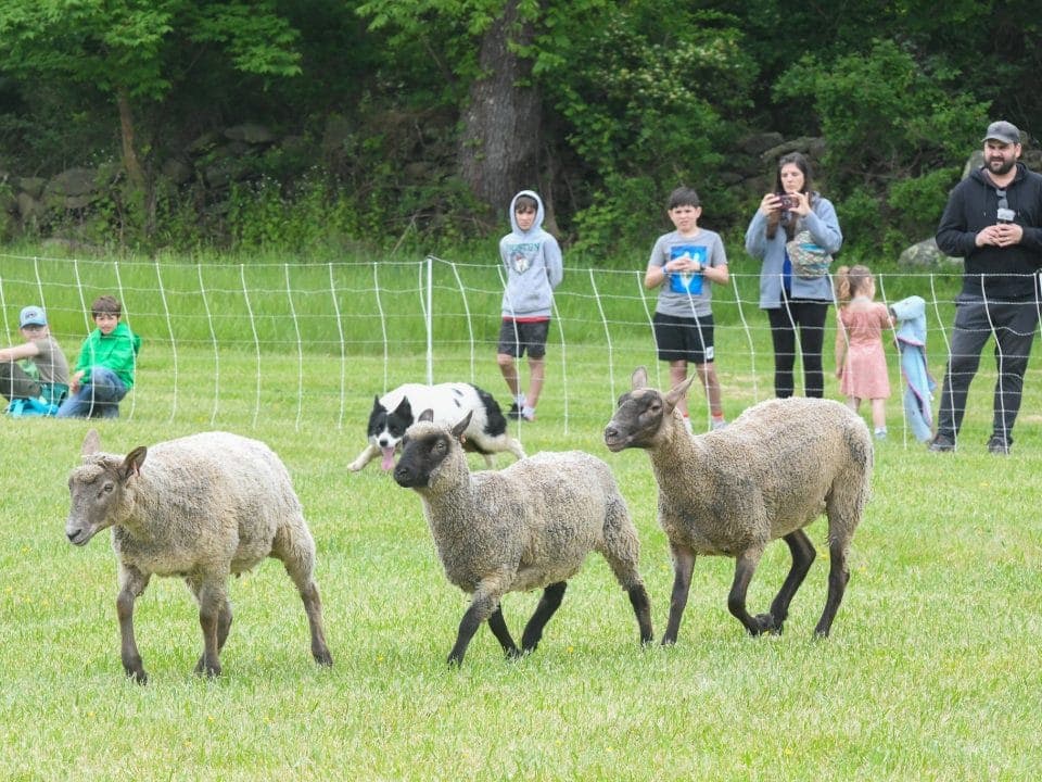 Bristol Sheep and Wool Festival