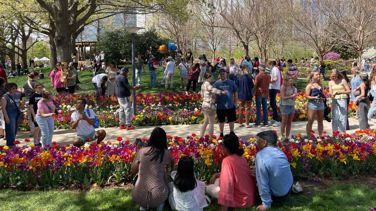 Tulip Festival at Myriad Botanical Gardens