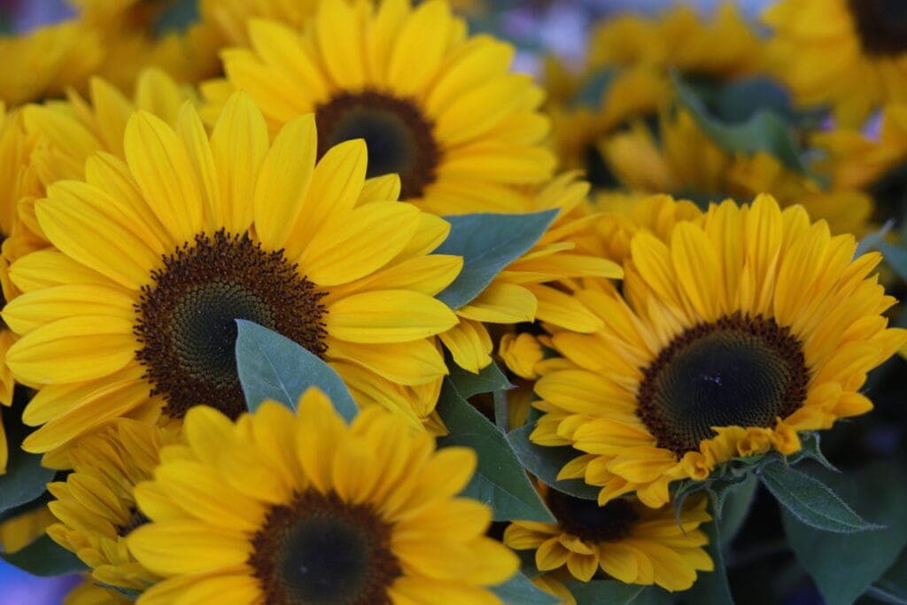6th Ave Farmers Market