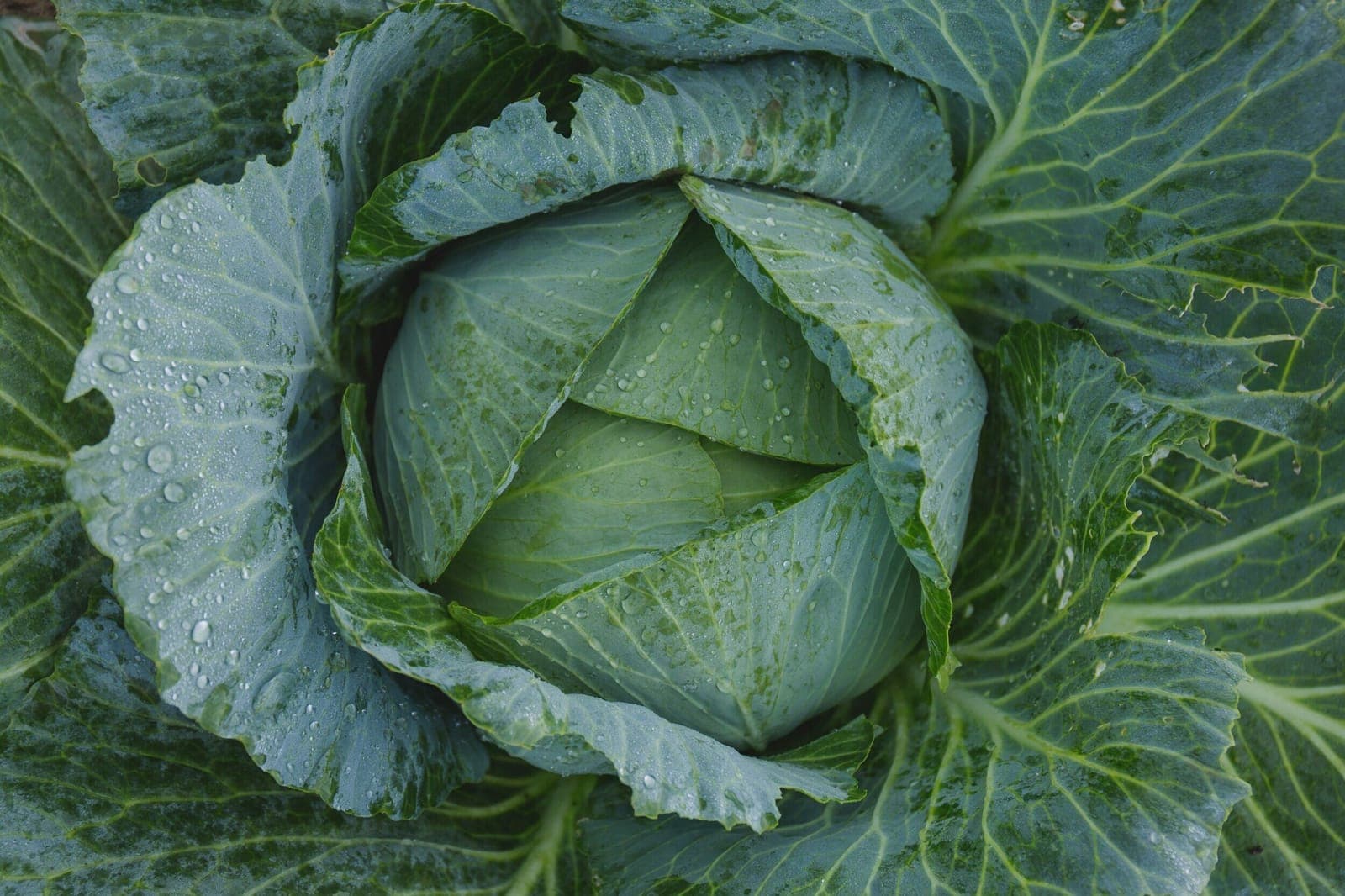 Woodlawn Farmers Market