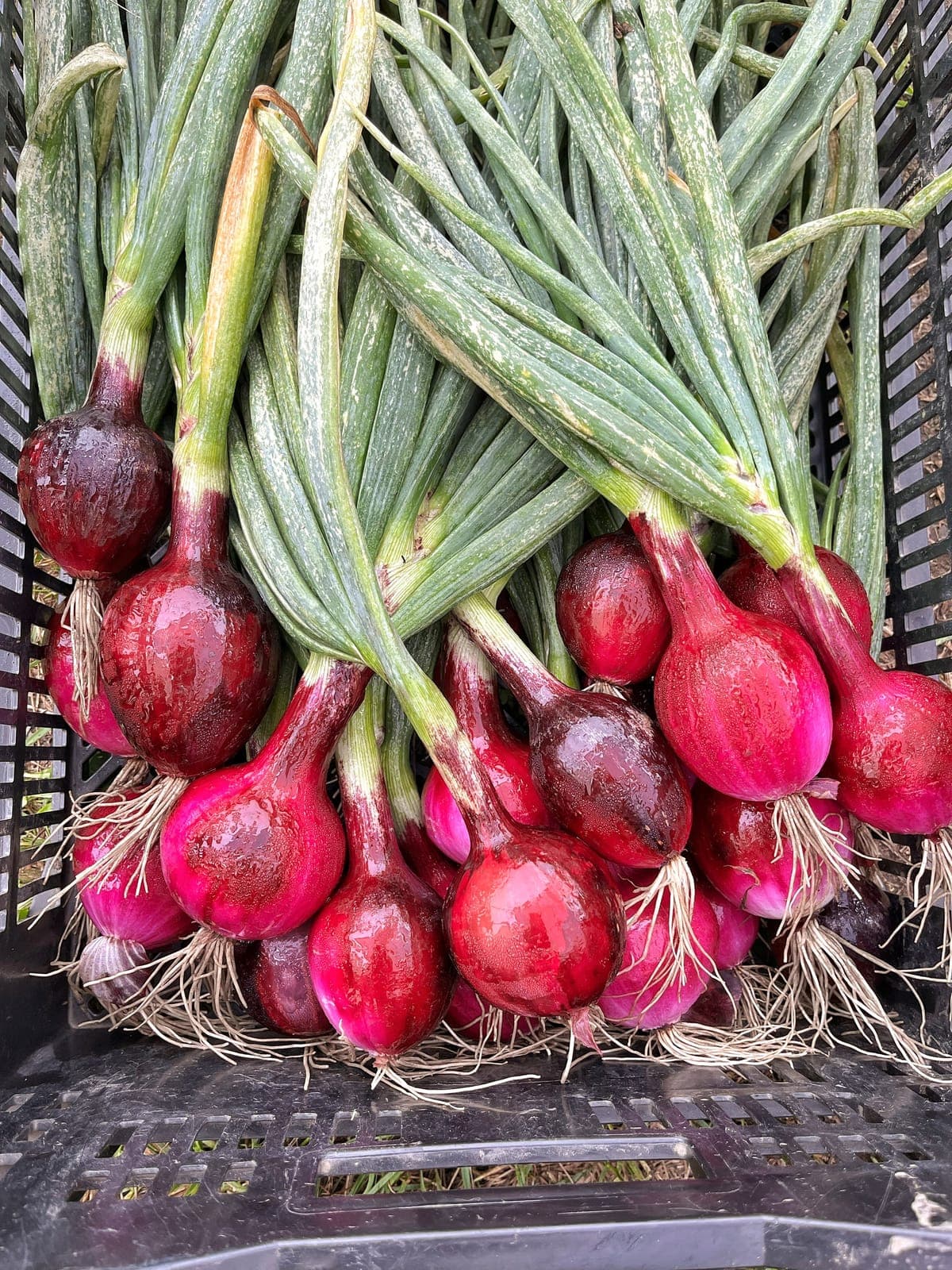 Tiverton Farmers Market