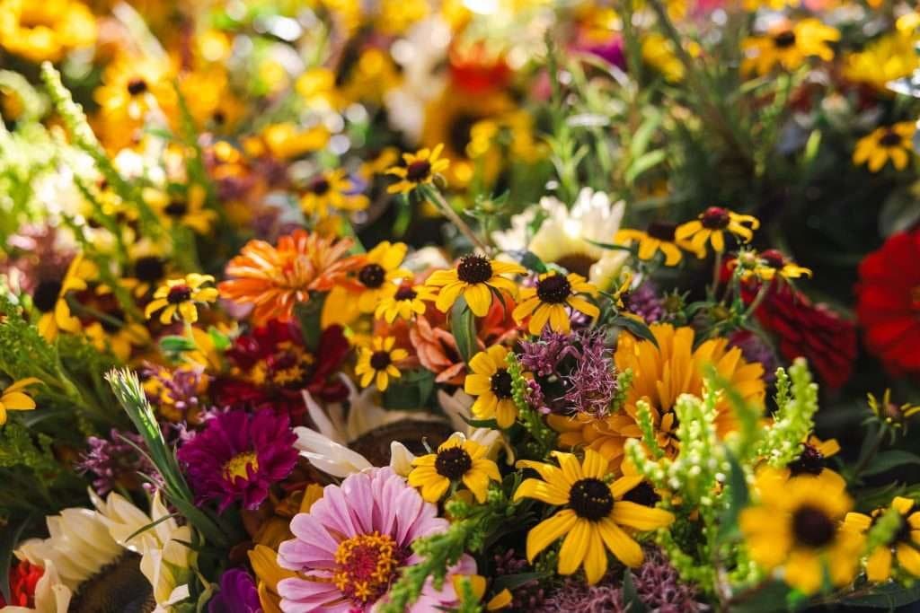 Boulder County Farmers' Market - Longmont & Boulder