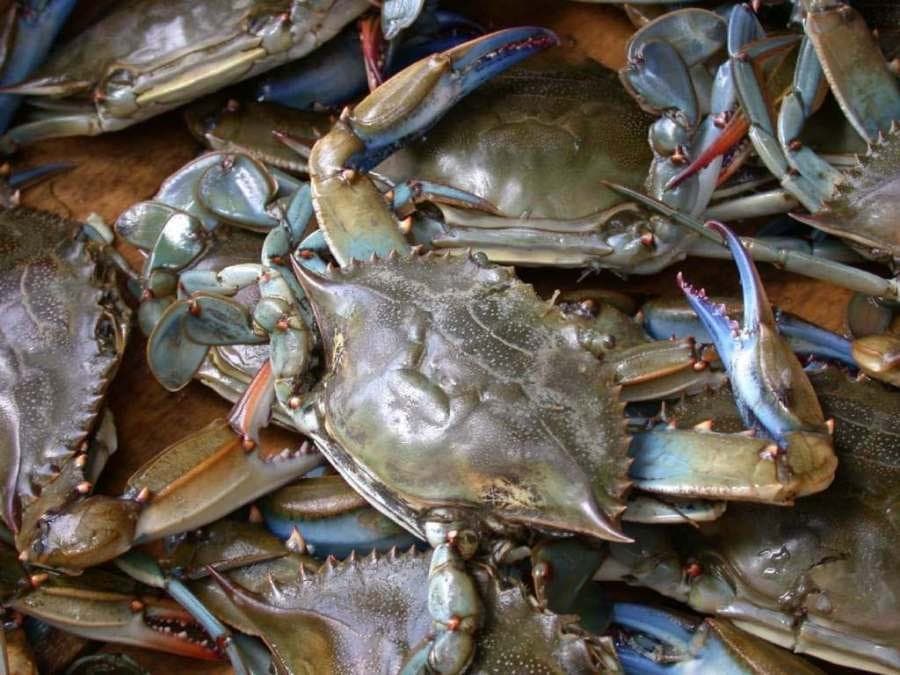 Poquoson Seafood Festival