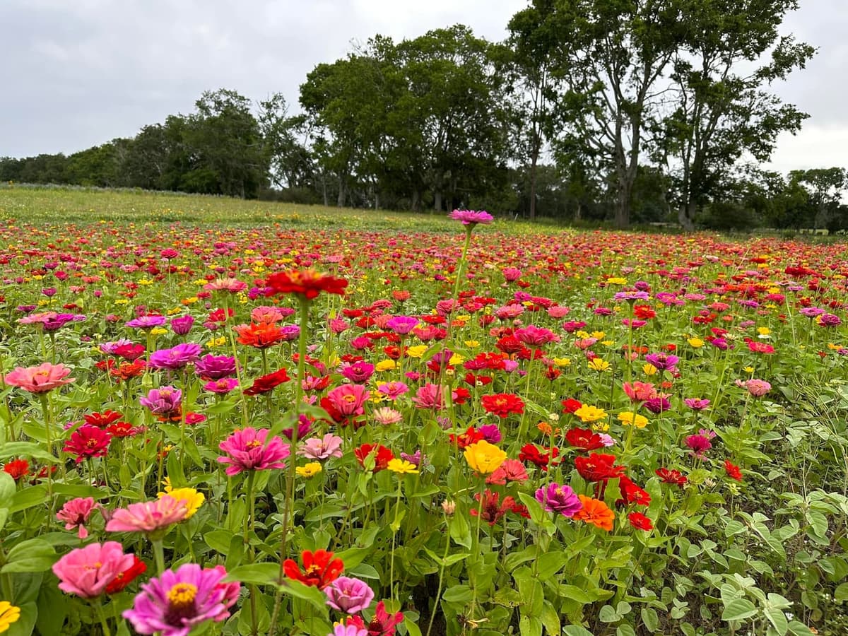 Newberry Flower Frenzy Festival