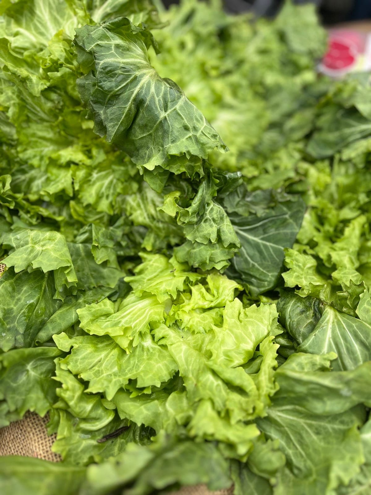 Charlottesville Farmers Market at IX Art Park