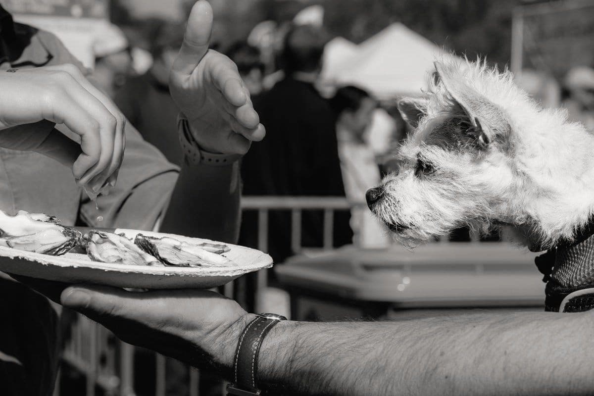 Wellfleet OysterFest