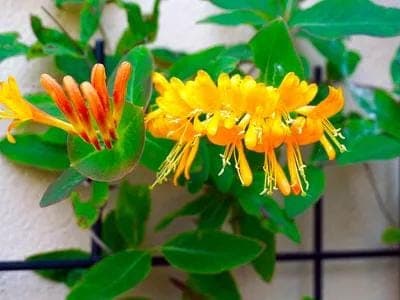 Honeysuckle Goat Milk Lotion