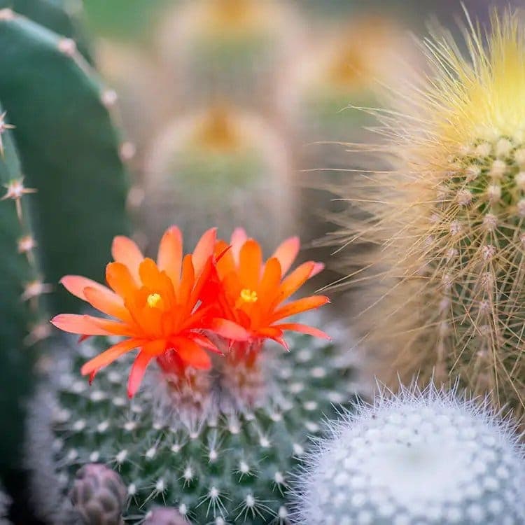 Cactus Flower Goat Milk Lotion