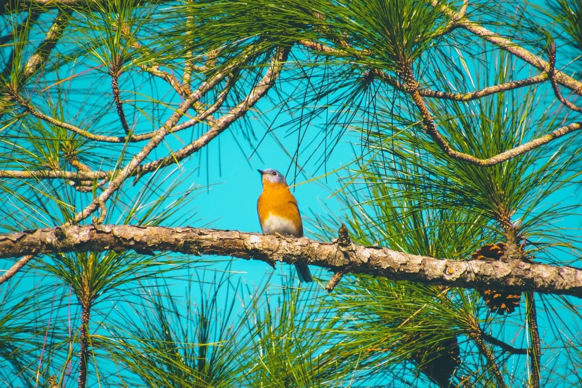 Caitlin’s Cosmic Images cover photo