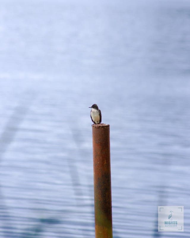 Eastern Kingbird Long Shot 8x10 print