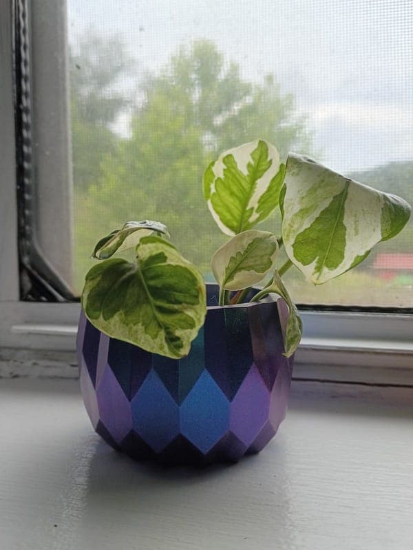 Chameleon Blue Pot With Pearls and Jade Pothos rooted cutting
