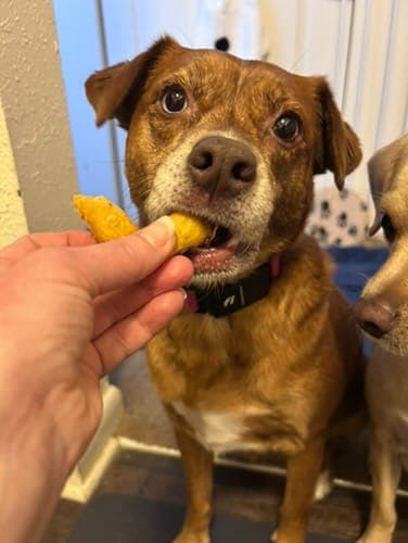 Paws Up Pet Food
