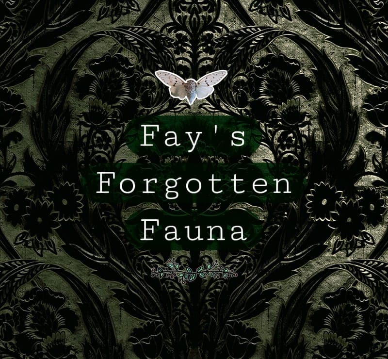Fay's Forgotten Fauna