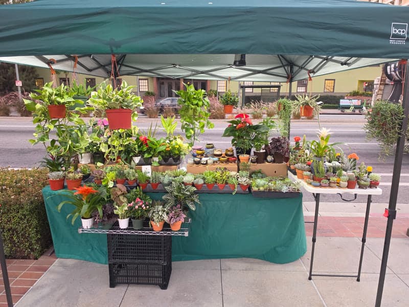 Sonyas Succulents and Plants