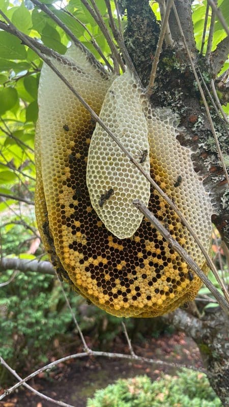 Bees in the Burbs