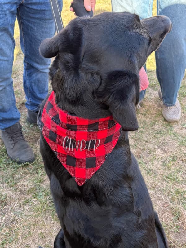 Dog Bandana