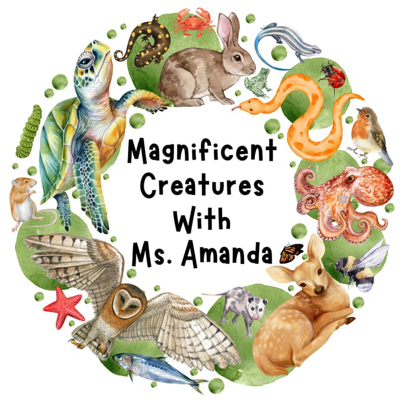 Magnificent Creatures With Ms. Amanda
