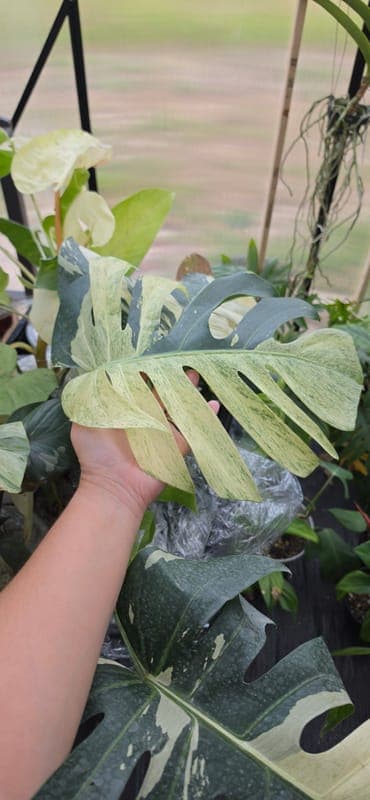 The Rooted Vixen LLC profile photo