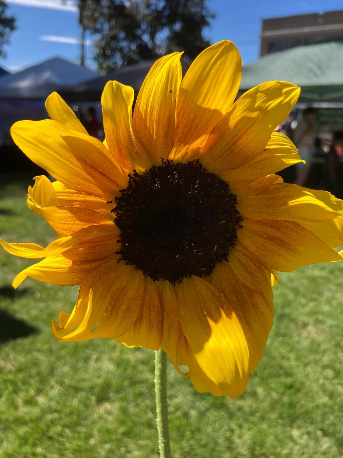 Cheney Farmers Market cover photo