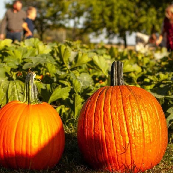 Edisto River Brewing Fall Market