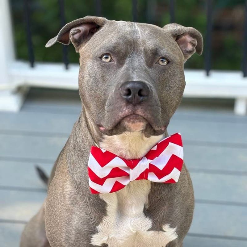 Red Chevron Bow Tie