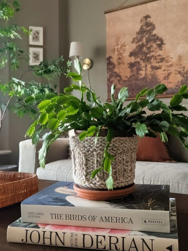 Plant cozy