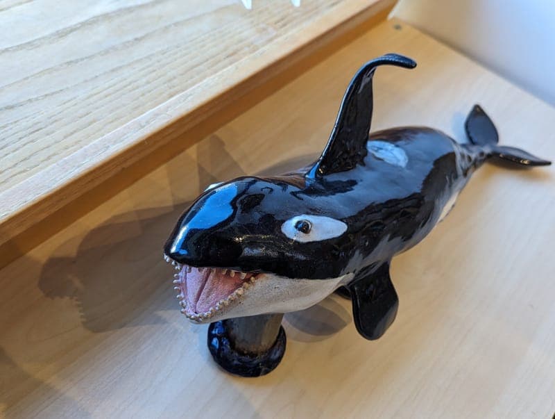 Orca Elegance