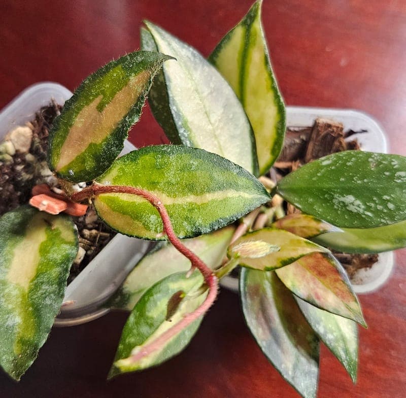 Hoya in self-watering pot