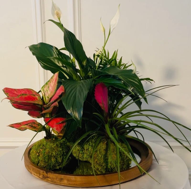 Kokedama Botanical Garden
