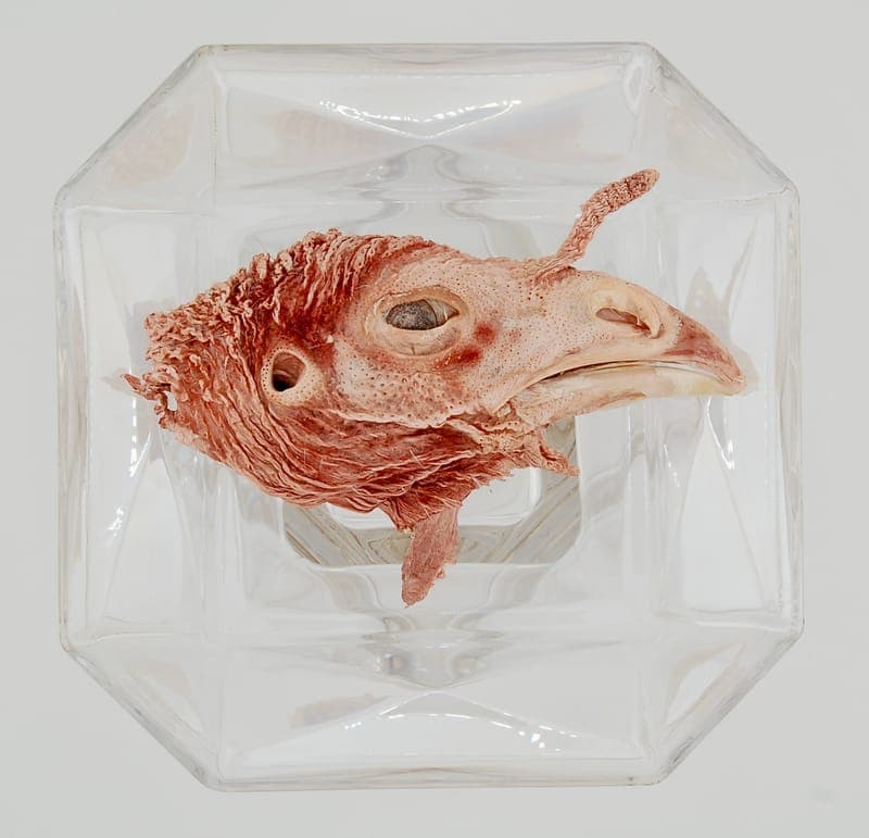 Freeze-Dried Turkey Head