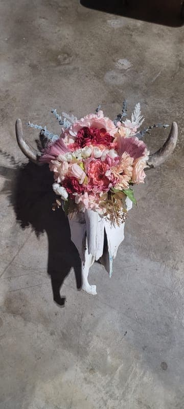 Cow skull