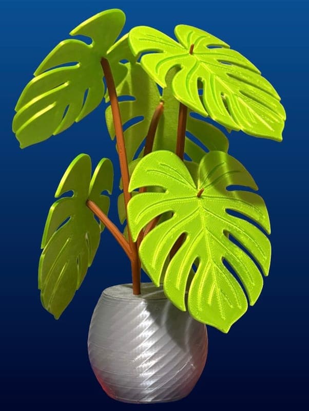 Monstera Coaster Plant