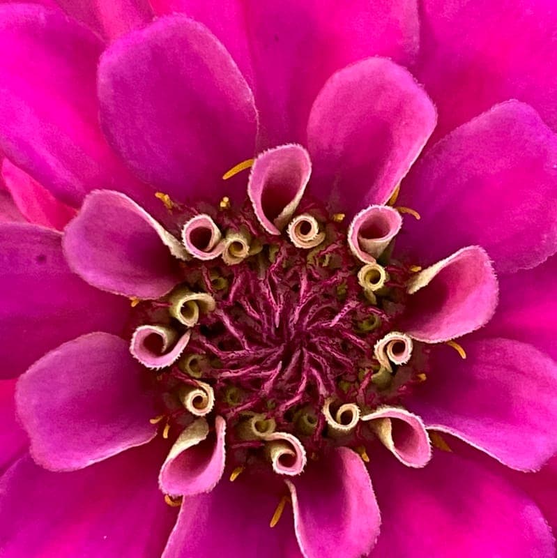Fleur Chic