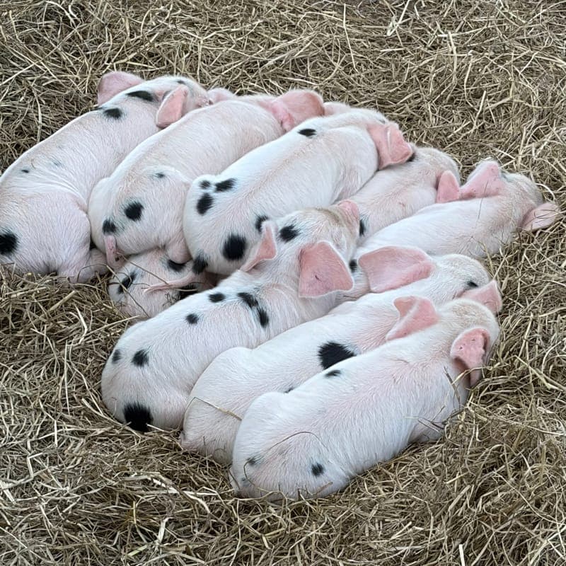 Hollydew Farm