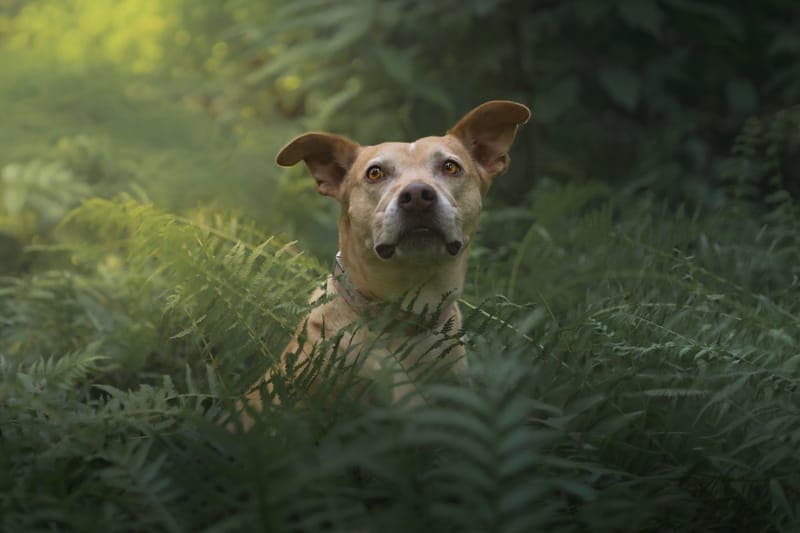 Melody Lyman Photography