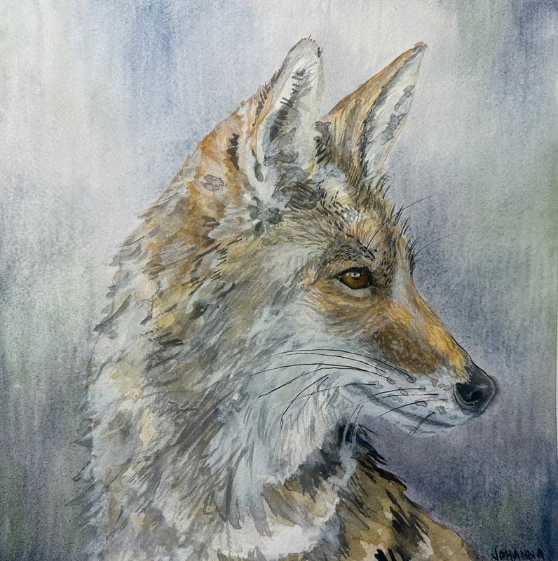 Coyote