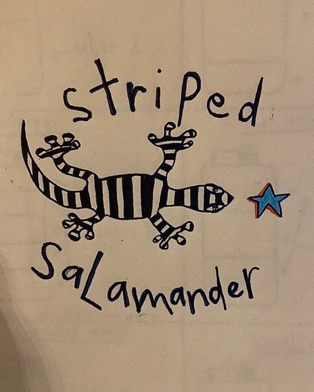 striped salamander