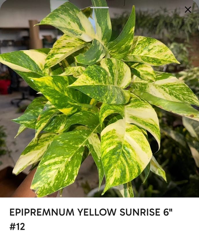 Epi Flame