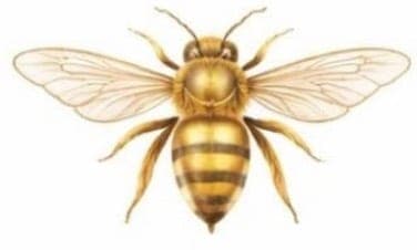Harper’s Honey