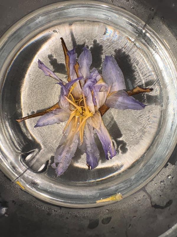 Nymphaea Caerulea (Egyptian Blue Lotus)
