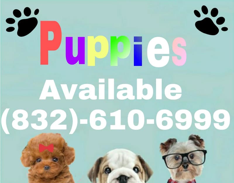 My family pet store