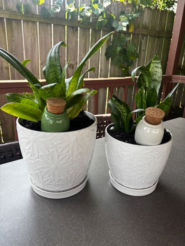 Cozy Chysalis