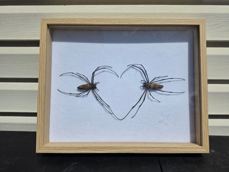 Ord weaver heart mount